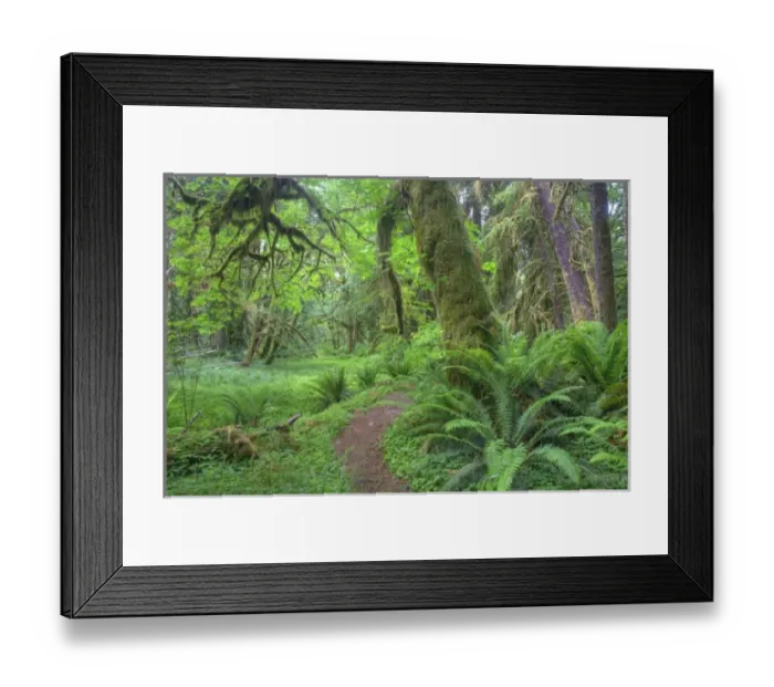 Framed Print : USA, Washington, Olympic National Park, Quinault Rain Forest, Maple Glade trail, ferns Framed Print : USA, Washington, Olympic National Park, Quinault Rain Forest, Maple Glade trail, ferns