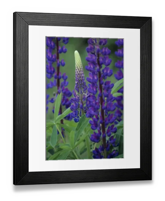Framed Print : WA, Mt. Baker Snoqualmie NF, near Enumclaw, lupine Framed Print : WA, Mt. Baker Snoqualmie NF, near Enumclaw, lupine