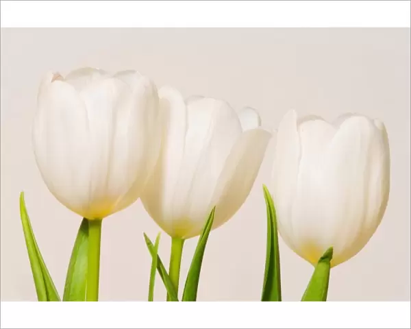 White tulips against a white background, Sammamish, Washington