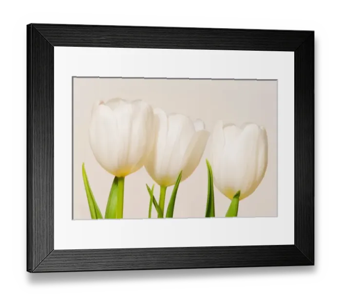 Framed Print : White tulips against a white background, Sammamish, Washington Framed Print : White tulips against a white background, Sammamish, Washington