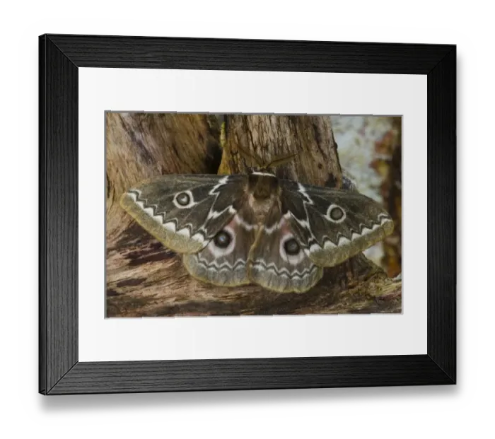 Framed Print : Photographed in Sammamish, Washington. This is an African Silk Moth Gonimbrasia tyrrhea