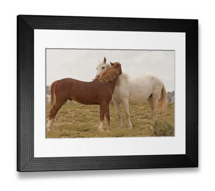 Framed Print : USA, Wyoming, Carbon County. Wild horses grooming each other Framed Print : USA, Wyoming, Carbon County. Wild horses grooming each other