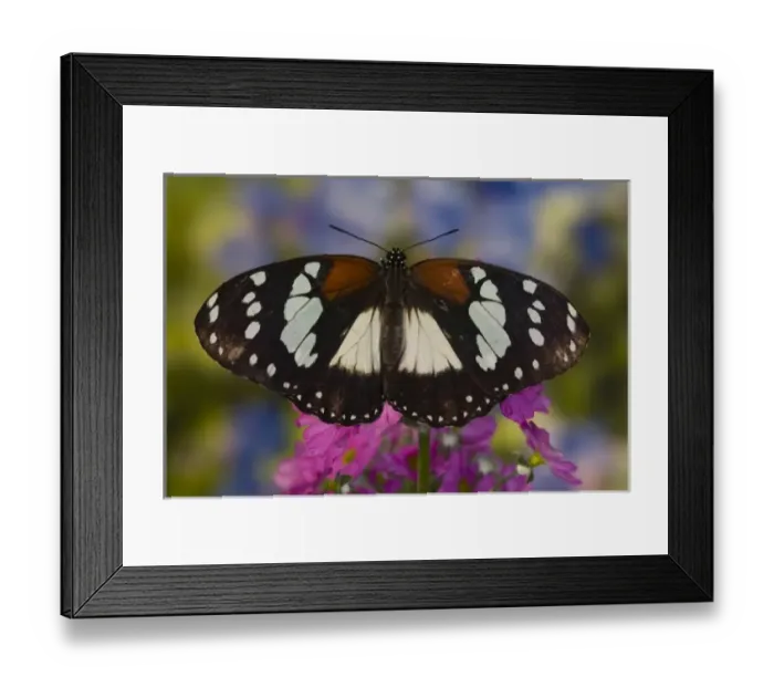 Framed Print : Sammamish Washington Tropical Butterflies photograph Wings closed Euxanthe tiberius Framed Print : Sammamish Washington Tropical Butterflies photograph Wings closed Euxanthe tiberius