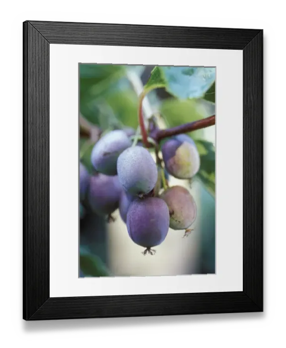Framed Print : USA, Washington, San Juan Island, Anakiwi Ready to Harvest Framed Print : USA, Washington, San Juan Island, Anakiwi Ready to Harvest