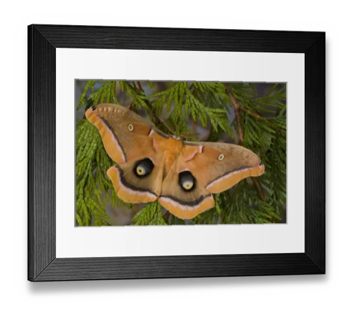 Framed Print : Sammamish, Washington silk moth Antheraea polyphemus from North America Framed Print : Sammamish, Washington silk moth Antheraea polyphemus from North America