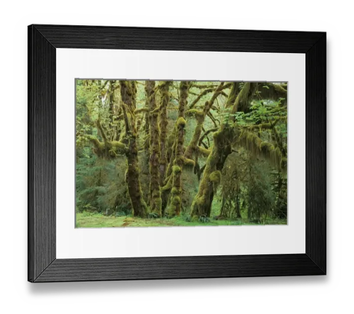 Framed Print : USA, North America, Washington