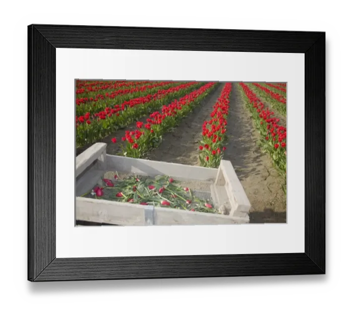 Framed Print : USA, North America, Washington Framed Print : USA, North America, Washington