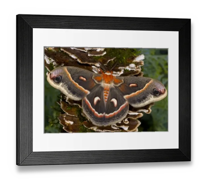 Framed Print : Sammamish, Washington North American Silk moth Cecropia, or the Red Robin Moth Framed Print : Sammamish, Washington North American Silk moth Cecropia, or the Red Robin Moth