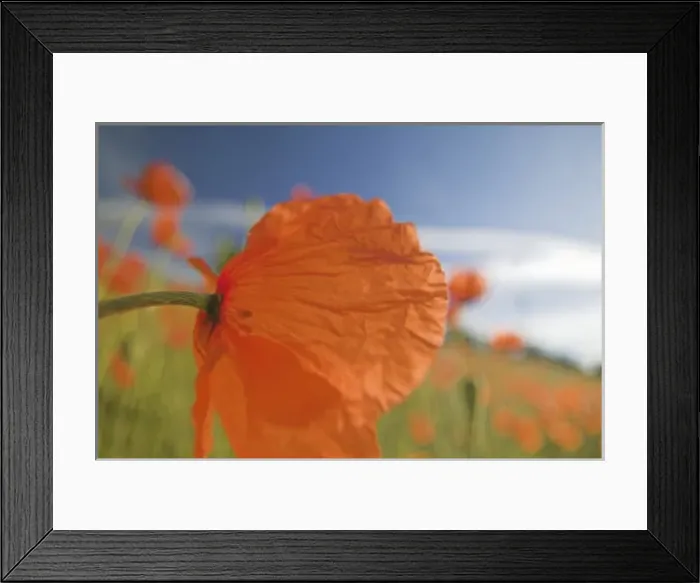 Framed Print : NA, USA, Washington State, Colfax, Fire Poppies Growing in the Palouse Region of Framed Print : NA, USA, Washington State, Colfax, Fire Poppies Growing in the Palouse Region of