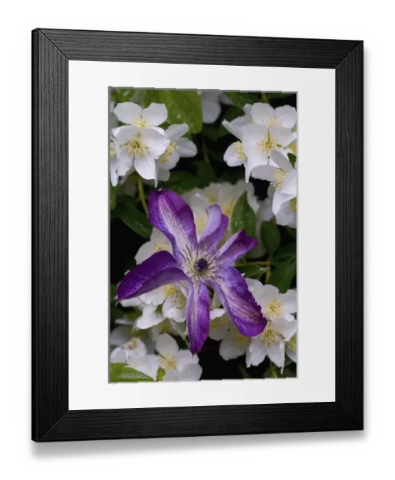 Framed Print : Clematis growing in the Bellevue Botanical Gardens, Bellevue, Washington Framed Print : Clematis growing in the Bellevue Botanical Gardens, Bellevue, Washington