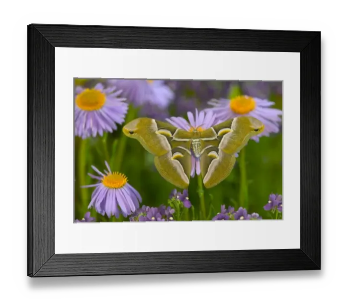 Framed Print : USA, North America, Washington