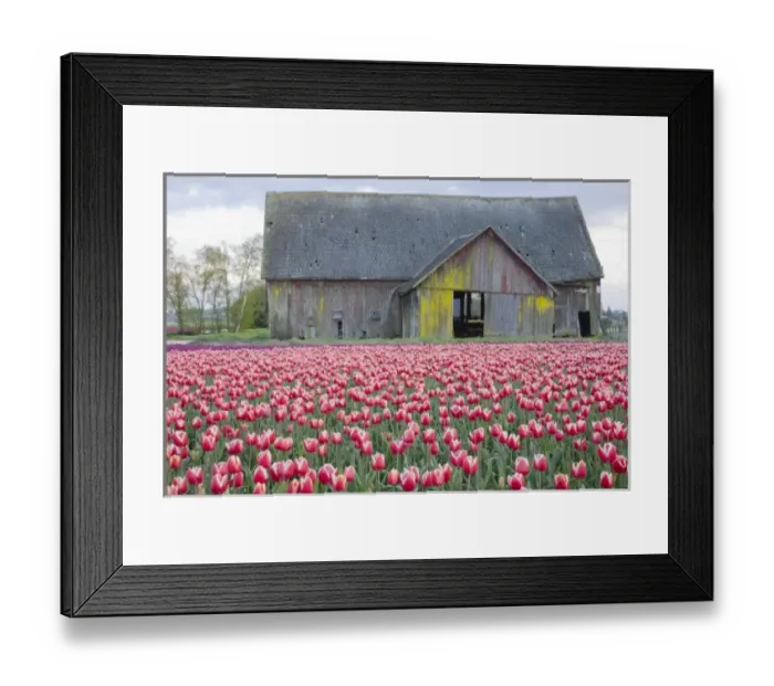 Framed Print : WA, Skagit Valley, Tulip Field and Barn Framed Print : WA, Skagit Valley, Tulip Field and Barn