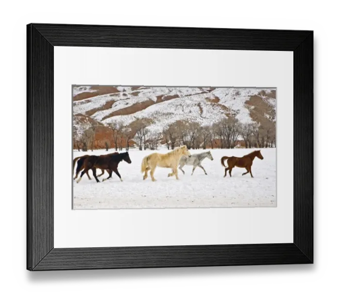 Framed Print : A winter scenic of running horses on The Hideout Ranch in Shell Wyoming