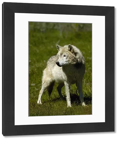 Gray Wolf (Canis lupus) also known as Timber Wolf. Bear World, Wyoming. USA