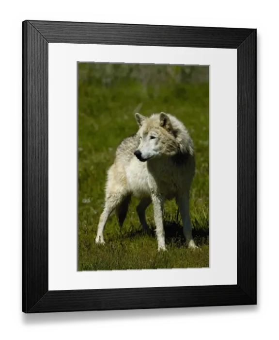 Framed Print : Gray Wolf (Canis lupus) also known as Timber Wolf. Bear World, Wyoming. USA Framed Print : Gray Wolf (Canis lupus) also known as Timber Wolf. Bear World, Wyoming. USA