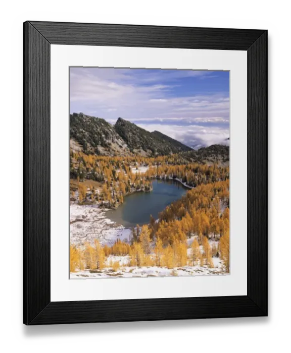 Framed Print : WA, Okanogan NF, Cooney Lake and golden Larch trees Framed Print : WA, Okanogan NF, Cooney Lake and golden Larch trees