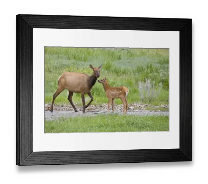 Framed Print : USA, North America, Wyoming Framed Print : USA, North America, Wyoming