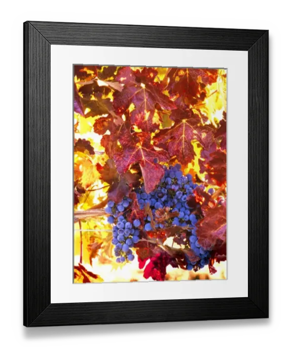 Framed Print : USA, Washington, Walla Walla, wine grapes Framed Print : USA, Washington, Walla Walla, wine grapes