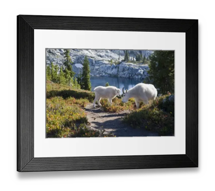 Framed Print : WA, Alpine Lakes Wilderness, Mountain Goats (Oreamnos americanus), Nanny goat and kid Framed Print : WA, Alpine Lakes Wilderness, Mountain Goats (Oreamnos americanus), Nanny goat and kid