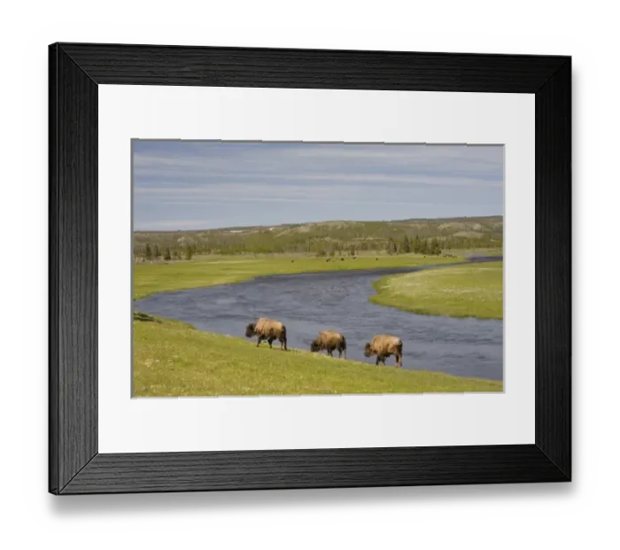 Framed Print : WY, Yellowstone National Park, Bison herd, at the Firehole River area Framed Print : WY, Yellowstone National Park, Bison herd, at the Firehole River area