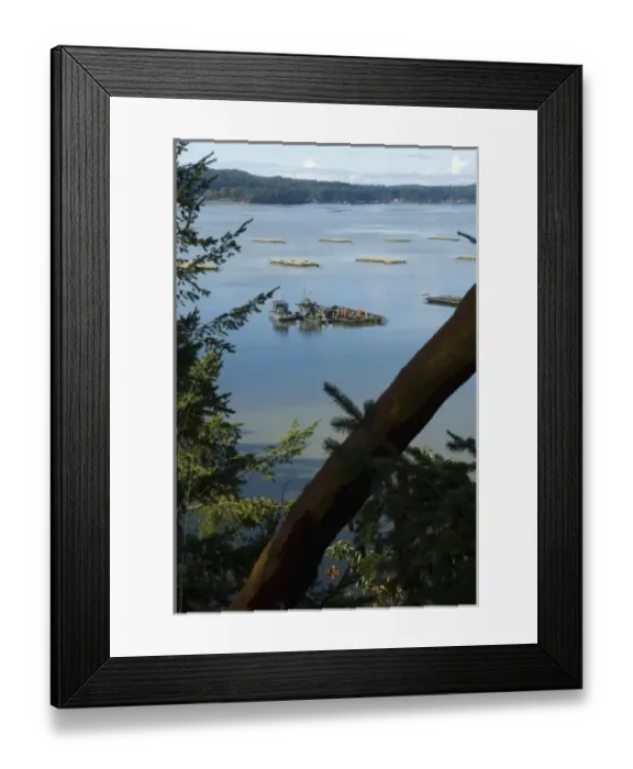 Framed Print : North America, USA, WA, Whidbey Island, Penn Cove, Coupeville. Renown Penn Cove mussels Framed Print : North America, USA, WA, Whidbey Island, Penn Cove, Coupeville. Renown Penn Cove mussels