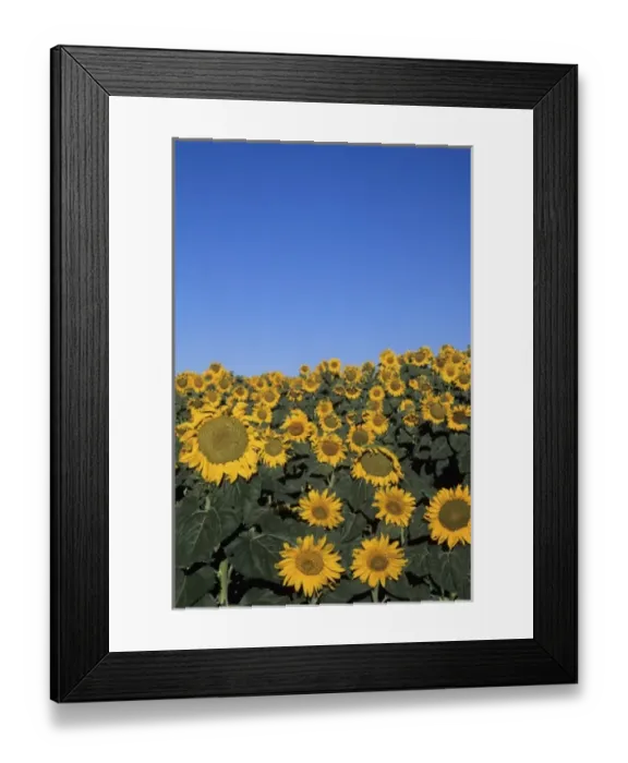Framed Print : WA, Lincoln County, near Harrington, sunflower field in bloom
