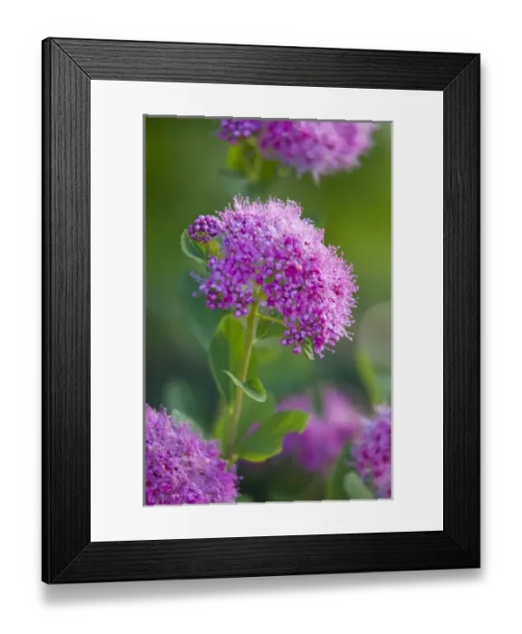 Framed Print : WA, Mount Rainier National Park, Subalpine Spirea (Spirea densiflora)