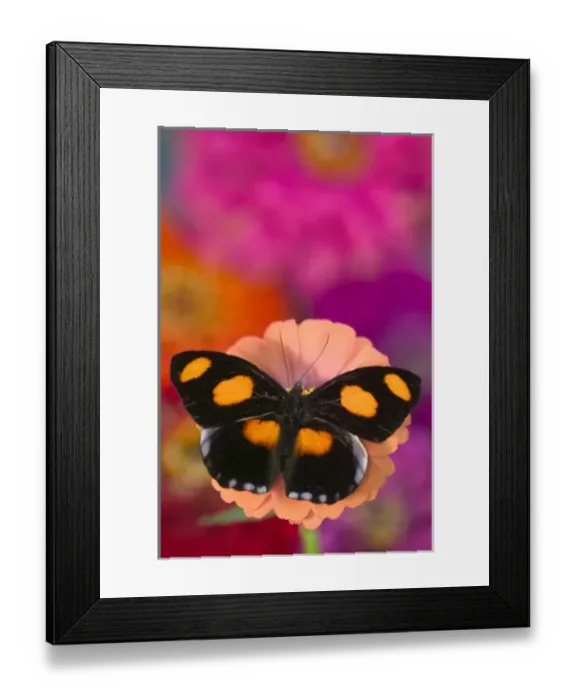 Framed Print : Sammamish Washington Photograph of Butterfly on Flowers, Catonephele numilia Framed Print : Sammamish Washington Photograph of Butterfly on Flowers, Catonephele numilia
