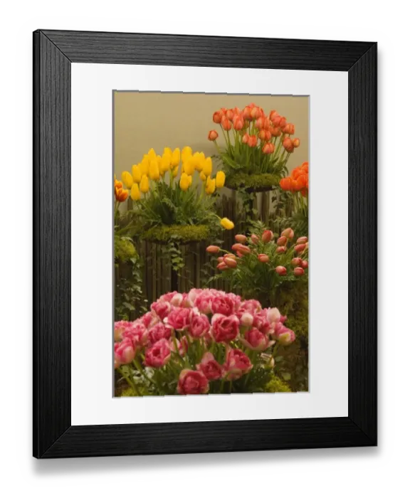 Framed Print : USA, WA, Skagit Valley. Indoor exhibition gardens at Skagit Valley Tulip festival