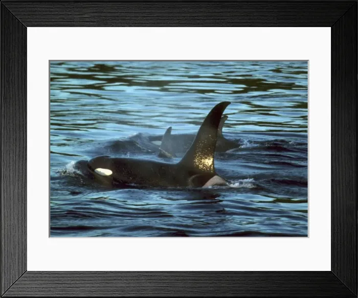 Framed Print : Killer Whales or Orca (Orcinus orca) K Pod, San Juan Islands, Washington, USA