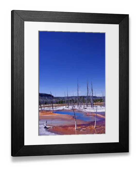 Framed Print : Ghost trees and bacterial mat near Grand Prismatic Spring, Midway Geyser Basin, Yellowstone Framed Print : Ghost trees and bacterial mat near Grand Prismatic Spring, Midway Geyser Basin, Yellowstone