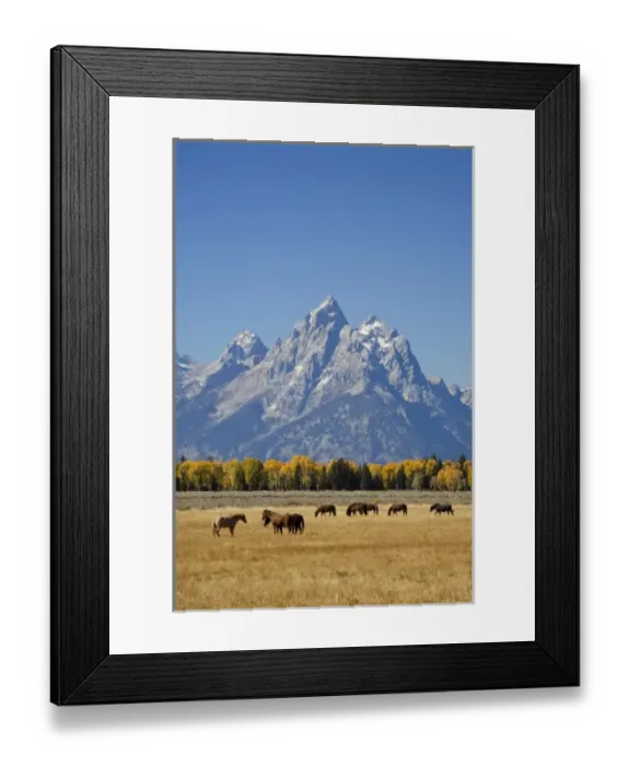 Framed Print : WY, Grand Teton National Park, Teton Range and Cottonwood trees and horses Framed Print : WY, Grand Teton National Park, Teton Range and Cottonwood trees and horses