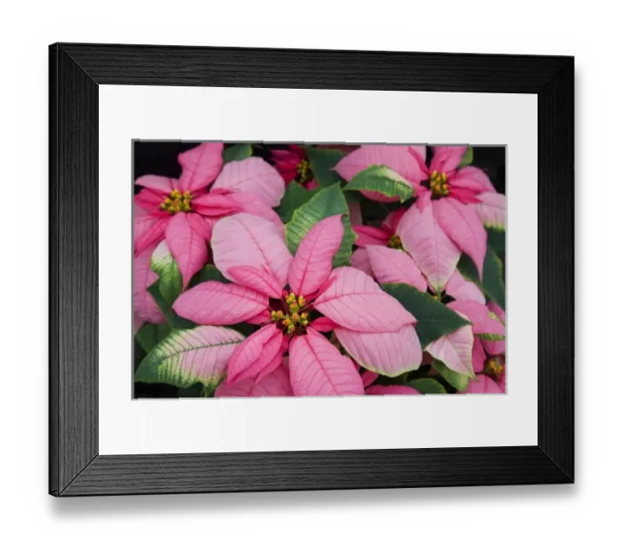 Framed Print : USA, Washington, Woodinville, Molbaks Nursery, Poinsettia Festival