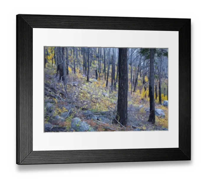 Framed Print : WA, Wenatchee National Forest, colorful autumn foliage, in burned pine forest Framed Print : WA, Wenatchee National Forest, colorful autumn foliage, in burned pine forest