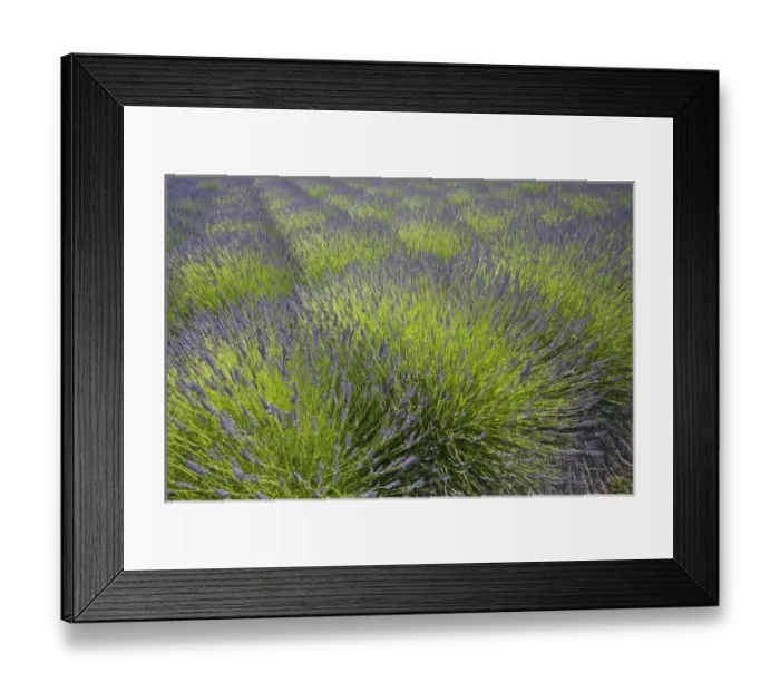 Framed Print : USA, North America, Washington Framed Print : USA, North America, Washington