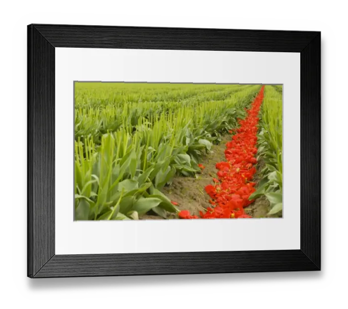 Framed Print : USA, North America, Washington Framed Print : USA, North America, Washington