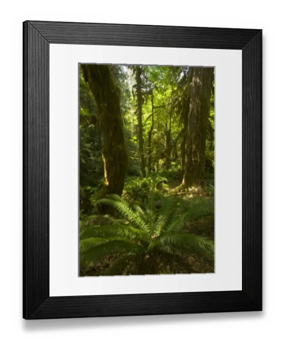 Framed Print : USA, North America, Washington Framed Print : USA, North America, Washington