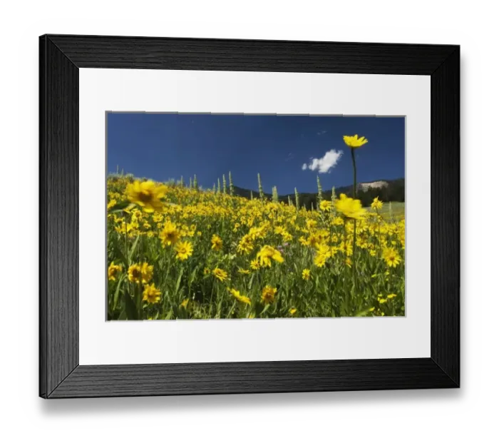 Framed Print : Wildflower Meadow in Yellowstone National Park Framed Print : Wildflower Meadow in Yellowstone National Park