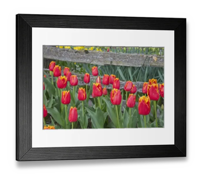 Framed Print : WA, Skagit Valley, Roozengaarde Tulip Garden, Tulips and wood fence Framed Print : WA, Skagit Valley, Roozengaarde Tulip Garden, Tulips and wood fence