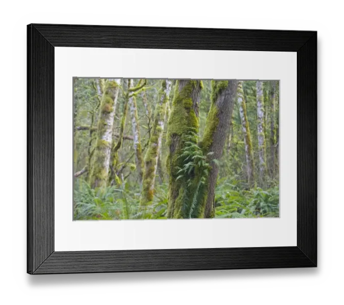 Framed Print : USA, North America, Washington Framed Print : USA, North America, Washington
