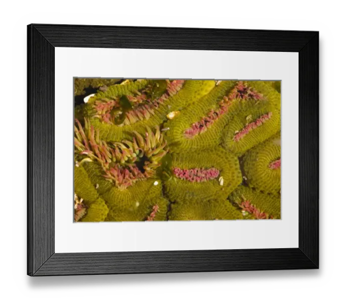 Framed Print : Salt Creek Recreation Area, Clallam County Park, Tongue Point Marine Sanctuary, Aggregate Framed Print : Salt Creek Recreation Area, Clallam County Park, Tongue Point Marine Sanctuary, Aggregate