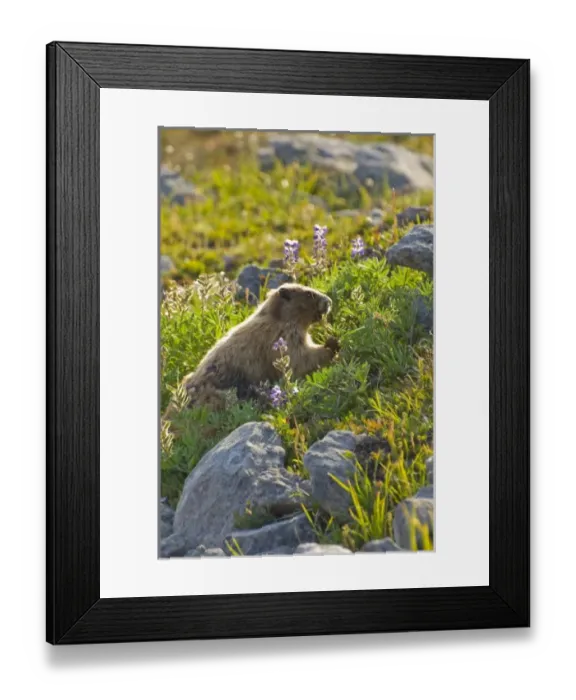 Framed Print : USA, North America, Washington Framed Print : USA, North America, Washington