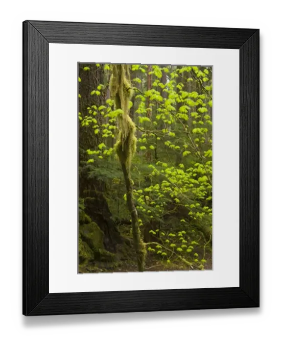 Framed Print : USA, North America, Washington