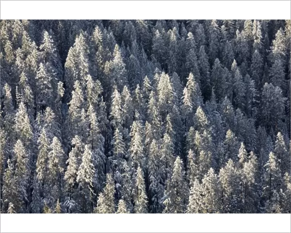 WA, Mt. Rainier NP, Snow covered trees