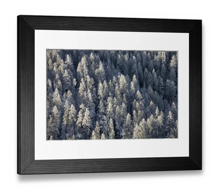 Framed Print : WA, Mt. Rainier NP, Snow covered trees Framed Print : WA, Mt. Rainier NP, Snow covered trees