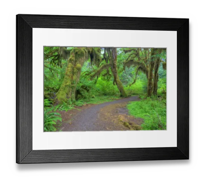 Framed Print : USA, Washington, Olympic National Park, Hoh Rain Forest, Hall of Mosses, moss covered trees Framed Print : USA, Washington, Olympic National Park, Hoh Rain Forest, Hall of Mosses, moss covered trees