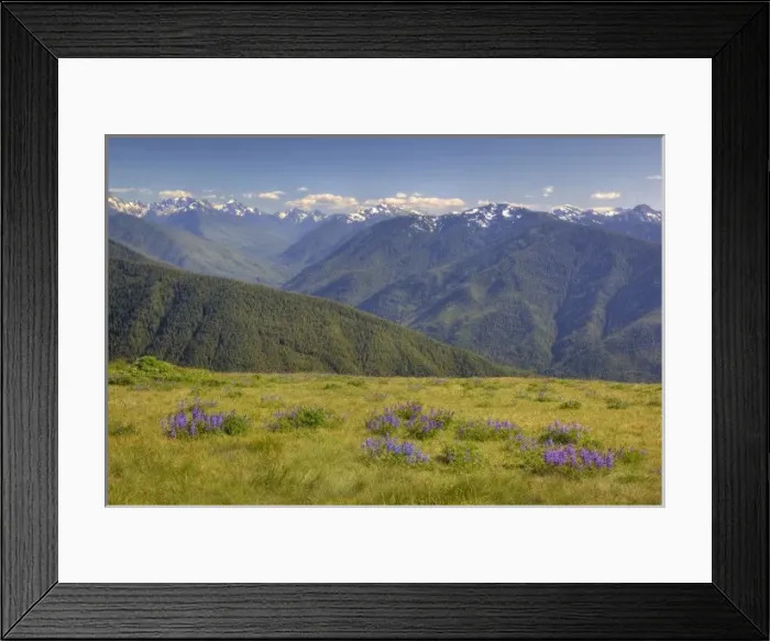 Framed Print : USA, Washington, Olympic National Park, Hurricane Ridge, Olympic Mountain Range Framed Print : USA, Washington, Olympic National Park, Hurricane Ridge, Olympic Mountain Range