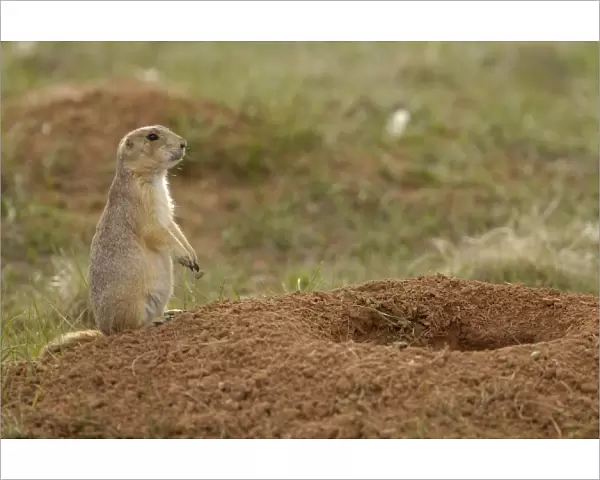 Blacktail Prairie Dogs (Cynomys ludovicianus) Devils Tower National Monument