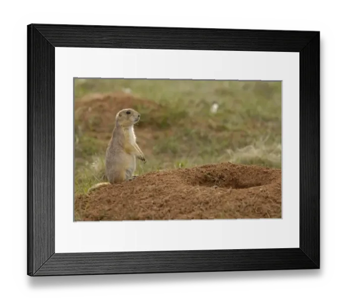 Framed Print : Blacktail Prairie Dogs (Cynomys ludovicianus) Devils Tower National Monument Framed Print : Blacktail Prairie Dogs (Cynomys ludovicianus) Devils Tower National Monument