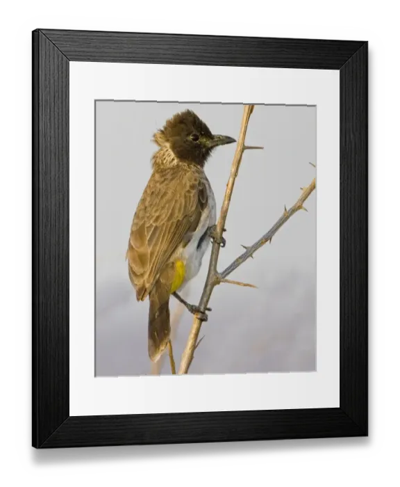 Framed Print : USA, North America, Wyoming Framed Print : USA, North America, Wyoming